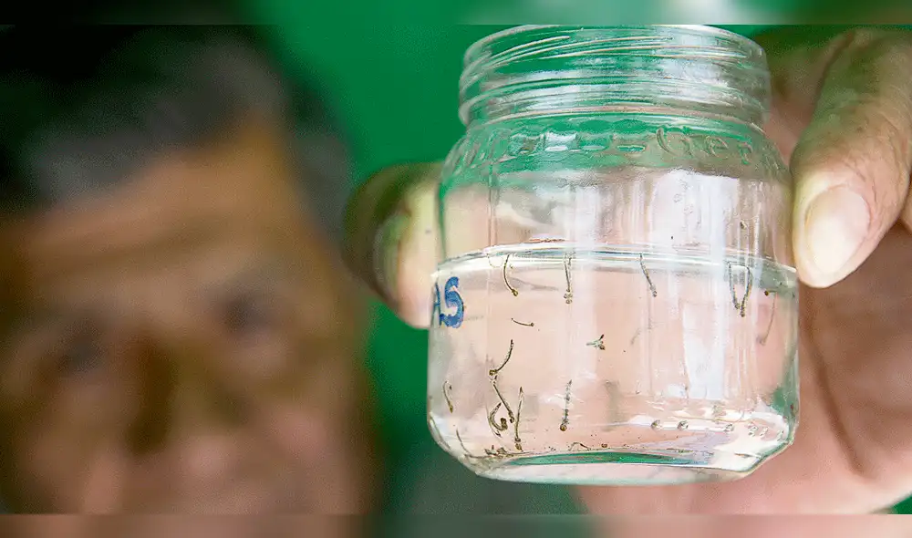 Reportan segunda muerte por dengue hemorrágico en Madre de Dios Reportan segunda muerte por dengue hemorrágico en Madre de Dios