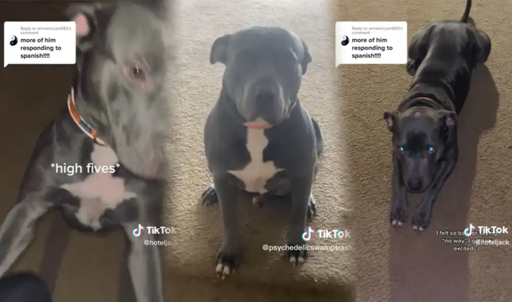 Monty: el perro que solo entiende órdenes en español. Foto: Composición-LR/CapturaTikTok Monty: el perro que solo entiende órdenes en español. Foto: Composición-LR/CapturaTikTok