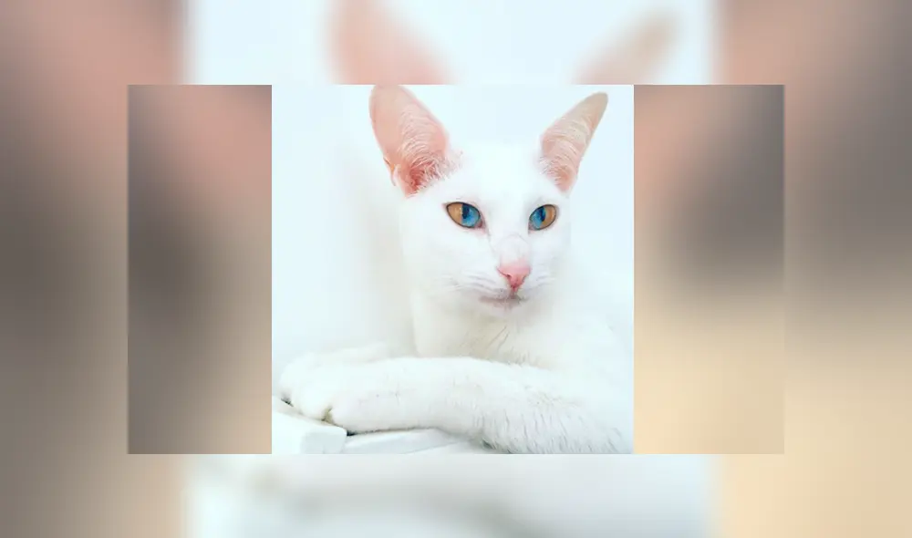 YouTube viral: gato que tiene los ojos de dos colores se vuelve 'influencer' por su extraña condición