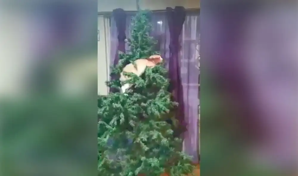 Desliza las imágenes para ver la travesura que cometió un gato al aprovechar la distracción de su dueña. Foto: captura de Tiktok