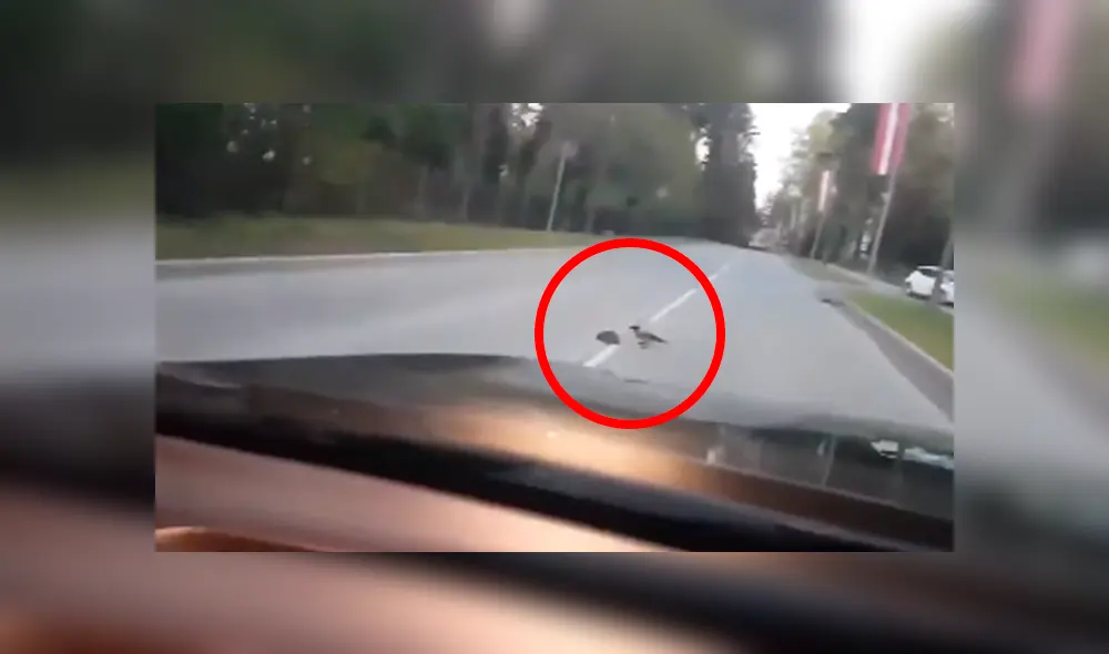 Desliza las imágenes hacia la izquierda para conocer la noble acción de un pájaro para salvar la vida de un erizo.