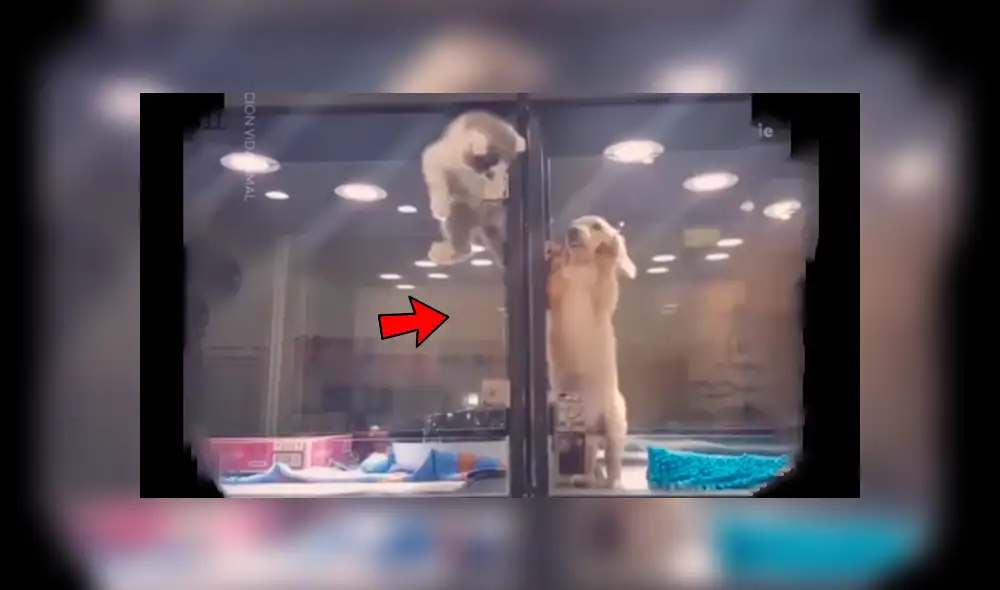 Facebook viral: Gatito huye de jaula para reunirse con perro, que es su mejor amigo [VIDEO]