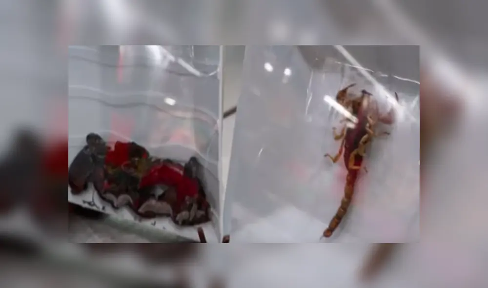 Luisito Comunica paga 80 soles por comer enorme tarántula venenosa, sin imaginar lo que pasaría.