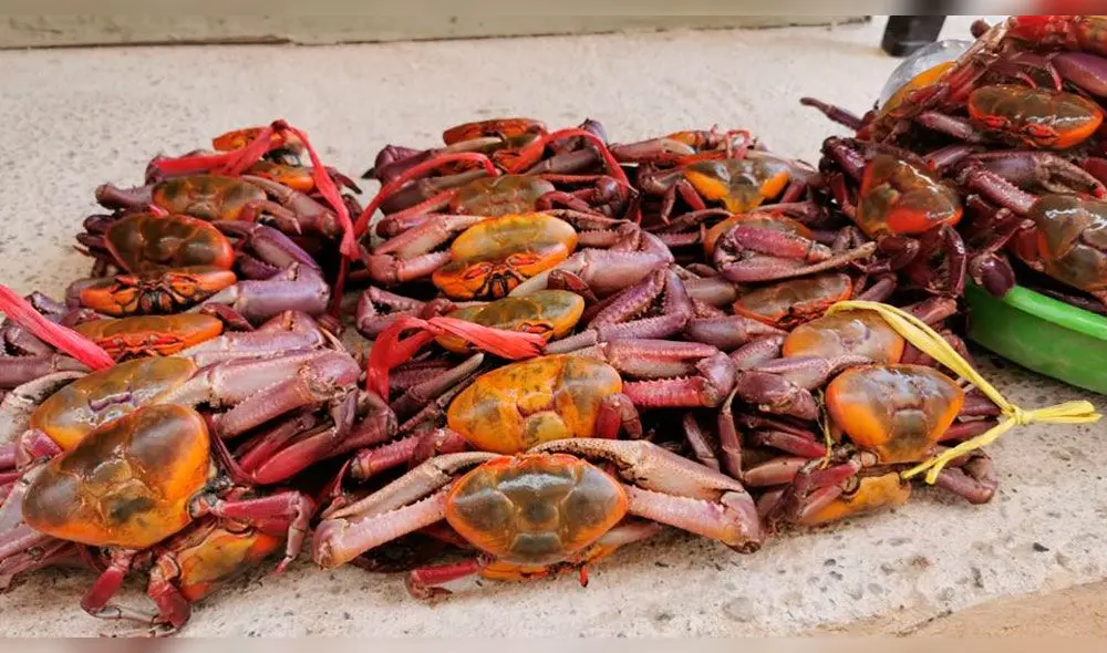 Empieza la veda del cangrejo de manglar en la región Tumbes. Empieza la veda del cangrejo de manglar en la región Tumbes.