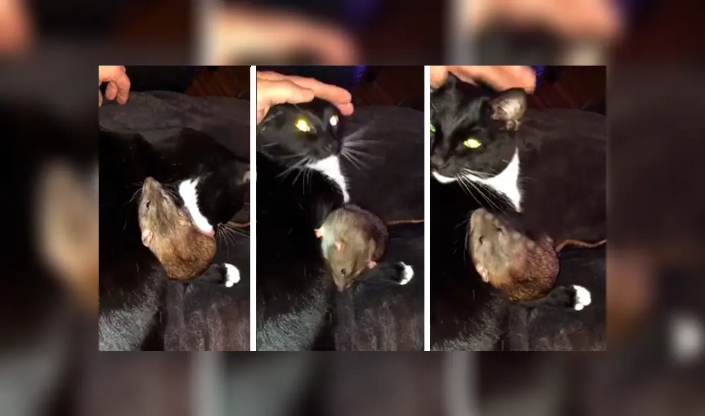 En Facebook, un gato protegió a una pequeña rata y le brindó unas amorosas caricias que cautivaron a su dueña.