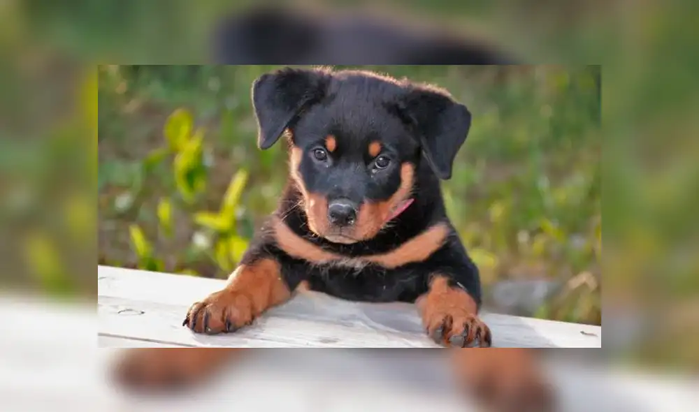 Hombre fue sorprendido cuando maltrataba a cinco cachorros recién nacidos en España. Foto: Referencial