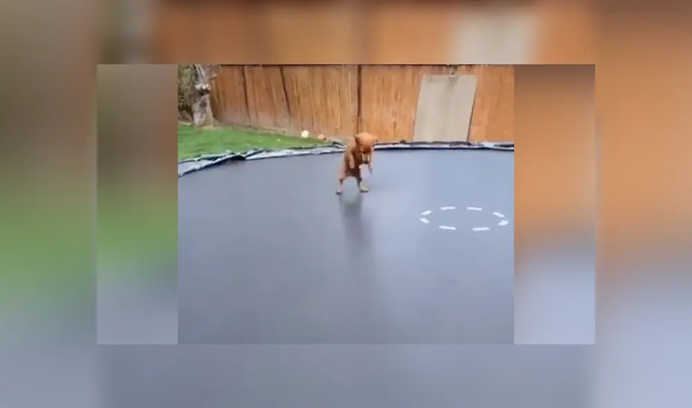 Desliza a la izquierda para conocer más sobre este nuevo video viral que ha sorprendido a miles de usuarios en Facebook. Foto: Captura.
