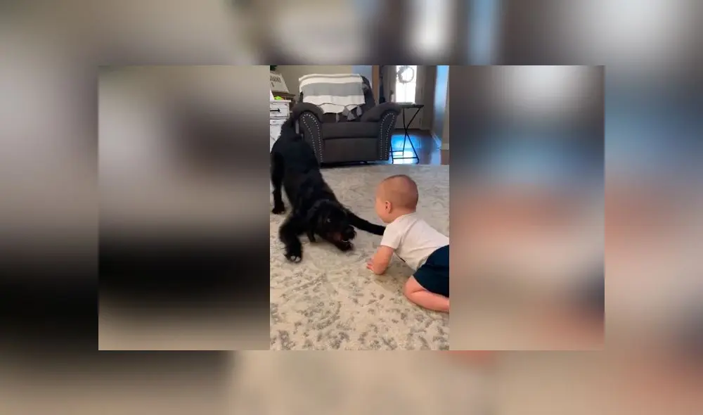 Desliza las imágenes para ver la divertida escena que protagonizó un perro junto al bebé de su dueña. Foto: Storyful Rights Management Desliza las imágenes para ver la divertida escena que protagonizó un perro junto al bebé de su dueña. Foto: Storyful Rights Management