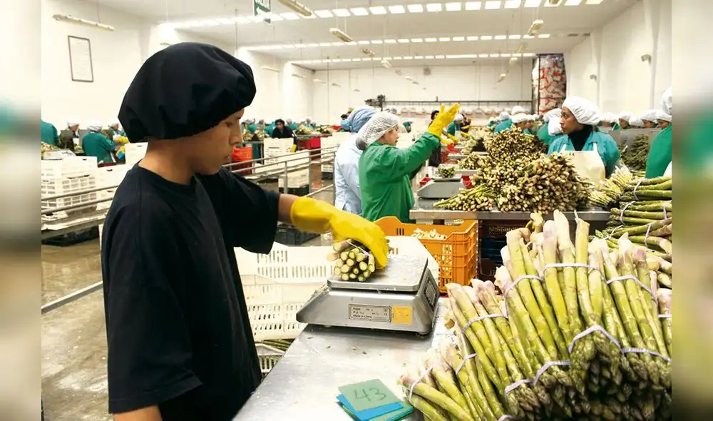 agroexportación. Es uno de los sectores productivos que mejor ha rendido a la economía peruana con sueldos míseros. agroexportación. Es uno de los sectores productivos que mejor ha rendido a la economía peruana con sueldos míseros.