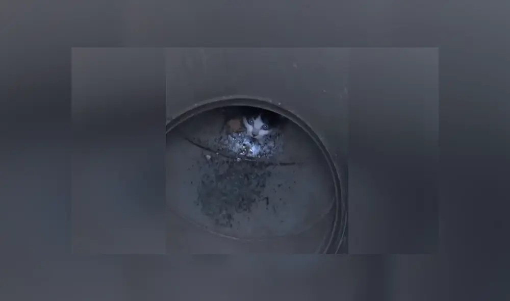 Unos rescatistas salvaron la vida del pequeño felino que estaba atorado en un hoyo. Foto: Facebook