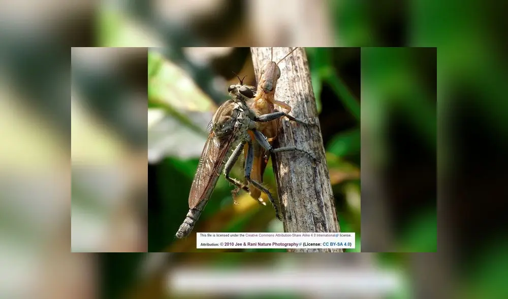 Gigantesco ‘mosquito’ deja aterrados a miles de usuarios con su espeluznante aspecto [FOTOS]