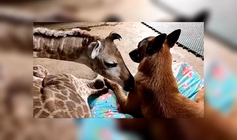 En Facebook, un perro estuvo pendiente de los cuidados de una bebé jirafa que fue abandonada por su madre. En Facebook, un perro estuvo pendiente de los cuidados de una bebé jirafa que fue abandonada por su madre.