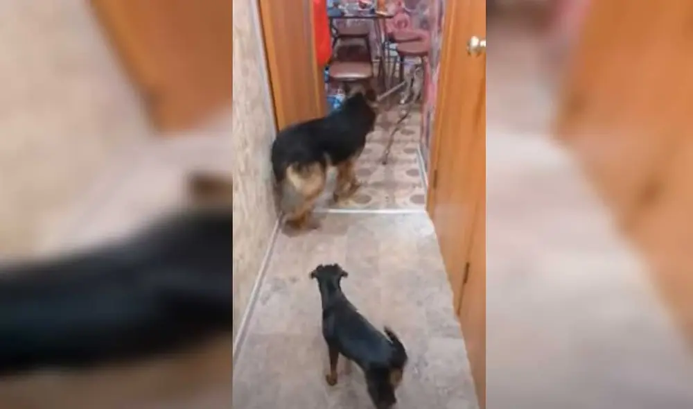 Desliza las imágenes para ver la curiosa escena que protagonizó este gato y un travieso perro que no quiso obedecer a su dueña. Fotocaptura: ViralHog/YT Desliza las imágenes para ver la curiosa escena que protagonizó este gato y un travieso perro que no quiso obedecer a su dueña. Fotocaptura: ViralHog/YT
