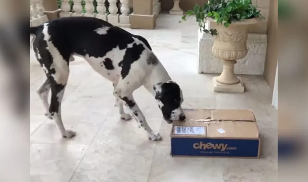 Desliza las imágenes para conocer más detalles de la increíble reacción que tuvo este perrito al ver que su comida llegó. Foto: captura de YouTube Desliza las imágenes para conocer más detalles de la increíble reacción que tuvo este perrito al ver que su comida llegó. Foto: captura de YouTube