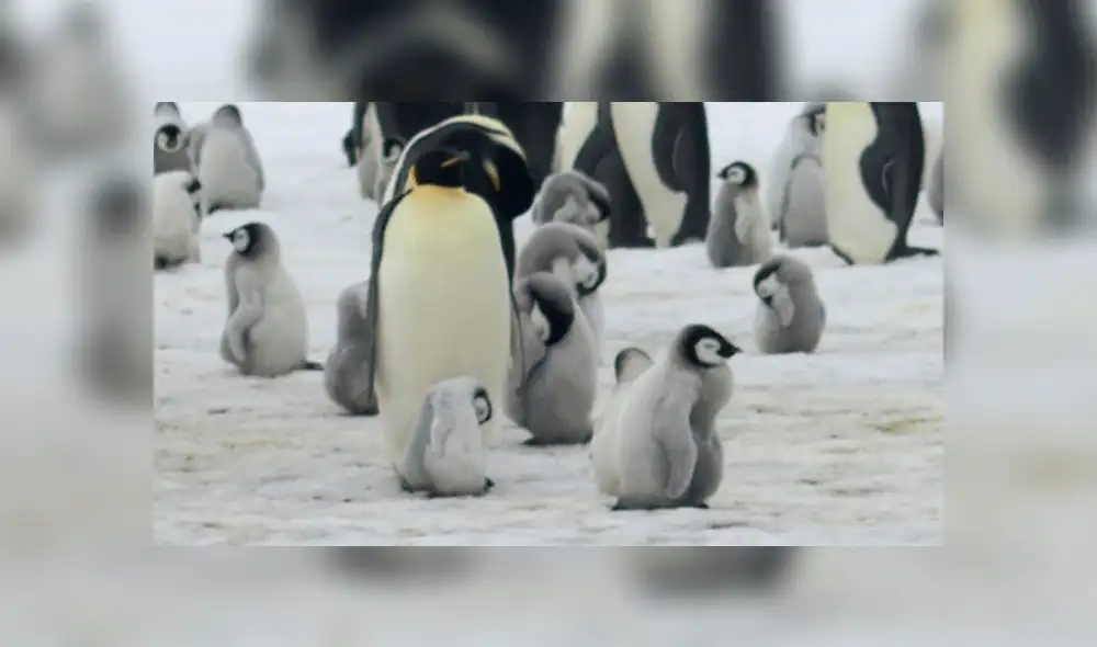 Pingüinos emperador dejan de reproducirse por cambio climático en la Antártida