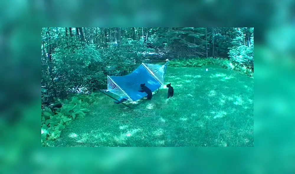 Una familia de osos invadieron el patio de una casa para jugar en una hamaca. Foto: YouTube Una familia de osos invadieron el patio de una casa para jugar en una hamaca. Foto: YouTube