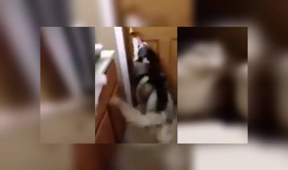 Dueña del can grabó la singular reacción de su mascota cuando lo llamaba para bañarlo