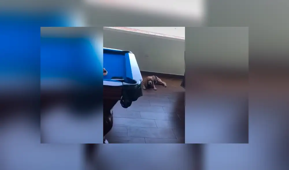 Desliza las imágenes hacia la izquierda para observar el comportamiento de un perro para impedir tomar un baño. Desliza las imágenes hacia la izquierda para observar el comportamiento de un perro para impedir tomar un baño.