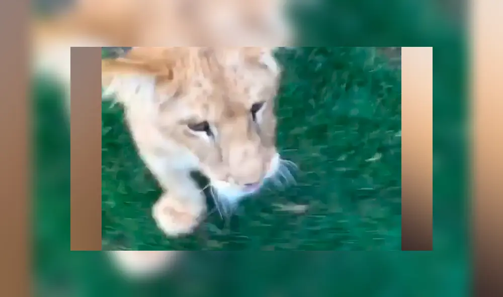 Desliza hacia la izquierda para ver la reacción de una leona bebé. Video de Facebook.