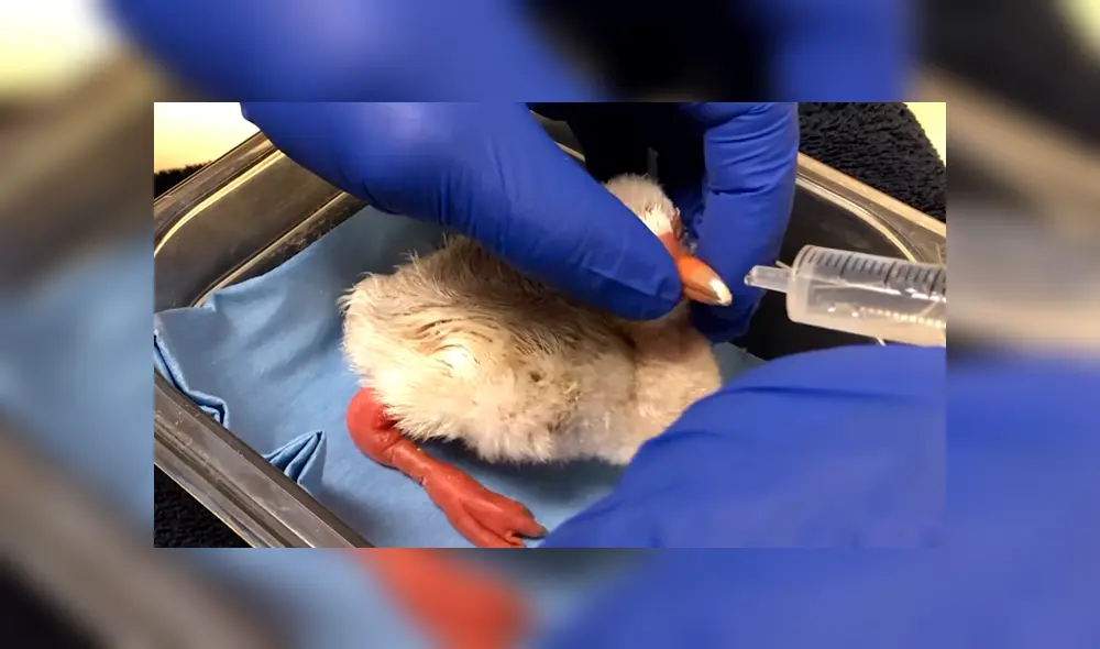 En Facebook, un pequeño flamingo cautivó con sus primeros pasos tras superar sus problemas al nacer. En Facebook, un pequeño flamingo cautivó con sus primeros pasos tras superar sus problemas al nacer.