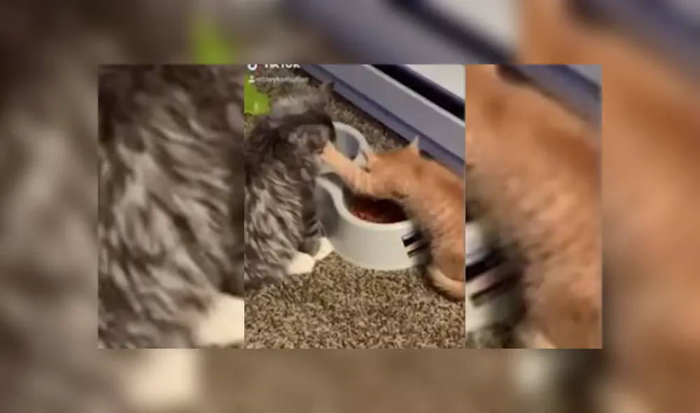 Desliza hacia la izquierda para ver más del video viral. Desliza hacia la izquierda para ver más del video viral.