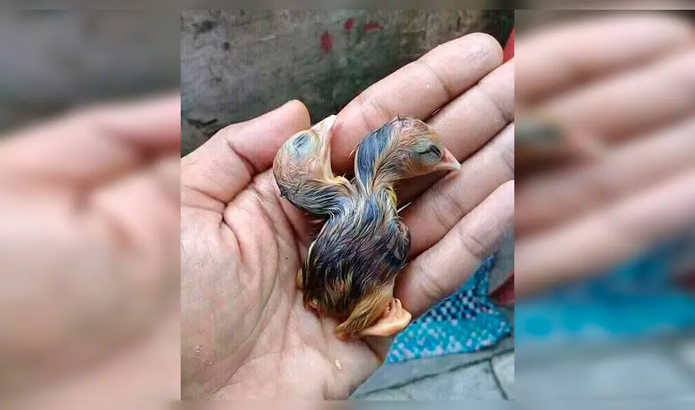 Facebook Viral: Historia del pollo de dos cabezas sorprende al mundo [FOTOS]