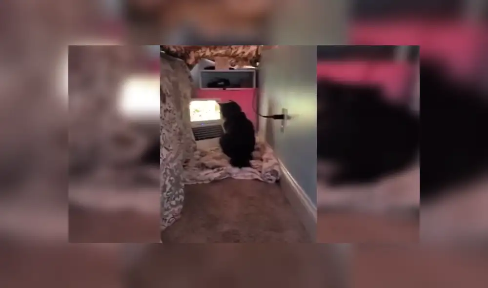 Desliza las imágenes hacia la izquierda para apreciar la reacción de unos gatos al ser descubiertos por su dueña. Fotocaptura: Facebook.