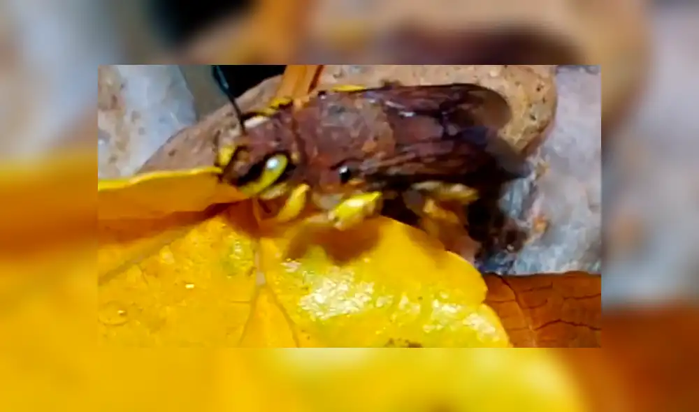 YouTube viral: criatura pare cientos de sus crías dentro de una casa y familia queda impactada [VIDEO]