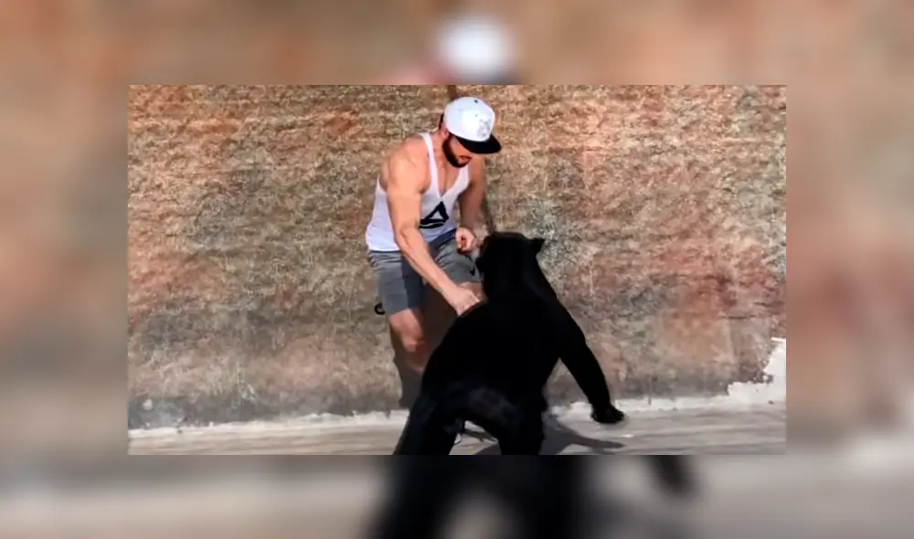 Entrenador ingresa a jaula de jaguar, sin imaginar lo que pasaría.