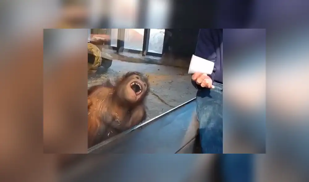 Facebook viral: hombre le hace truco de magia a enorme orangután y animal tiene curiosa reacción
