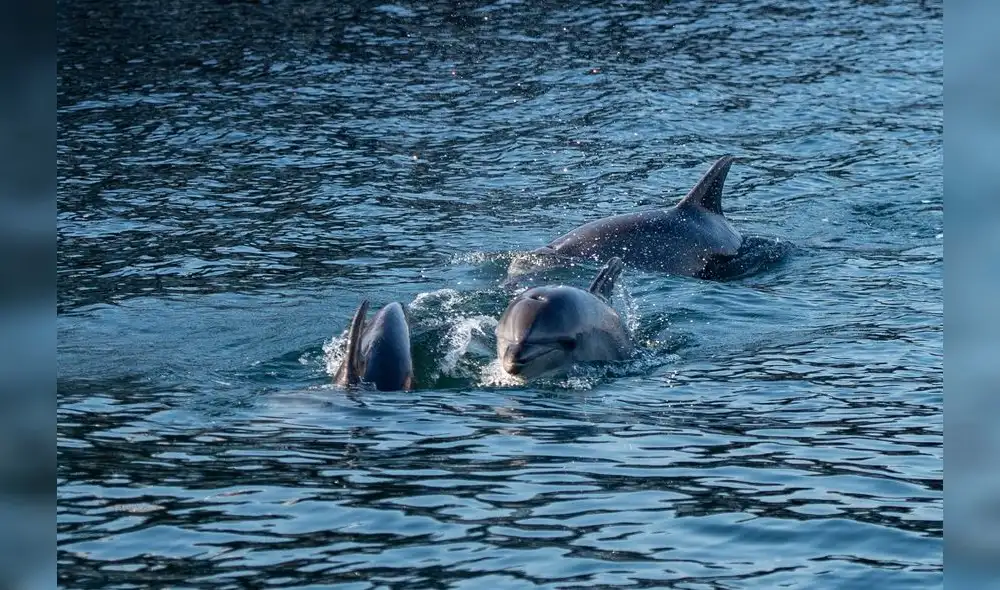 La desaparición de la cacofonía humana es "beneficiosa" para los animales. Foto: AFP. La desaparición de la cacofonía humana es "beneficiosa" para los animales. Foto: AFP.