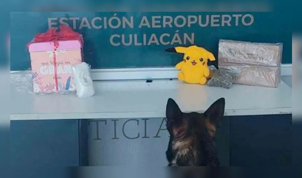 El muñeco de peluche fue hallado por los caninos especializados en la detección de narcóticos. (Foto: Difusión)