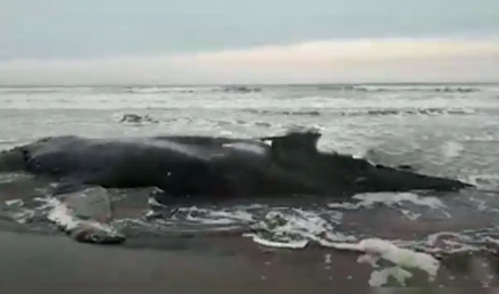 Ballena murió tras dos días de lucha. Ballena murió tras dos días de lucha.