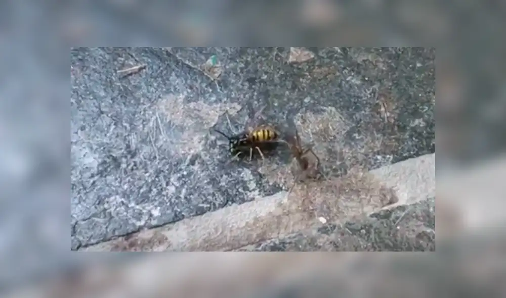 Un joven grabó el momento en que una avista defendió a su compañera del brutal ataque de una araña. Un joven grabó el momento en que una avista defendió a su compañera del brutal ataque de una araña.