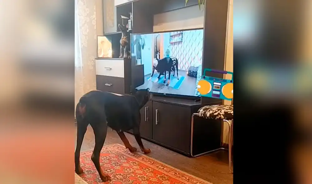 Desliza las imágenes para apreciar la singular escena que protagonizó un perro al hacer ejercicios tras mirar un programa de TV. Foto: captura de TikTok