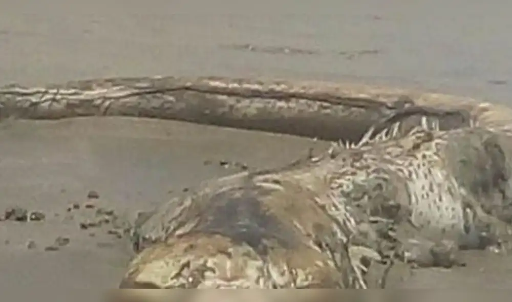 México: Desconcierto en la red por extraña criatura hallada en una playa México: Desconcierto en la red por extraña criatura hallada en una playa