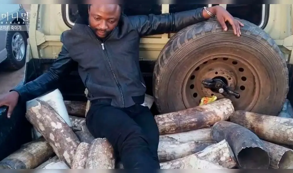 Park Shin Hye rompe en llanto al contar su experiencia sobre la caza ilegal de elefantes [VIDEO]