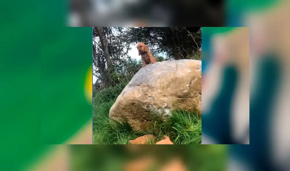 Desliza las imágenes para ver la tierna escena que protagonizó este cachorro al estilo de 'El Rey León'. Foto: Woof Woorf