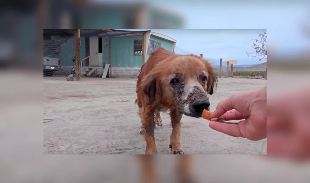 Desliza hacia la izquierda para ver la radical 'transformación' de un perro callejero que fue hallado en deplorables condiciones. Video es viral en Facebook. Desliza hacia la izquierda para ver la radical 'transformación' de un perro callejero que fue hallado en deplorables condiciones. Video es viral en Facebook.