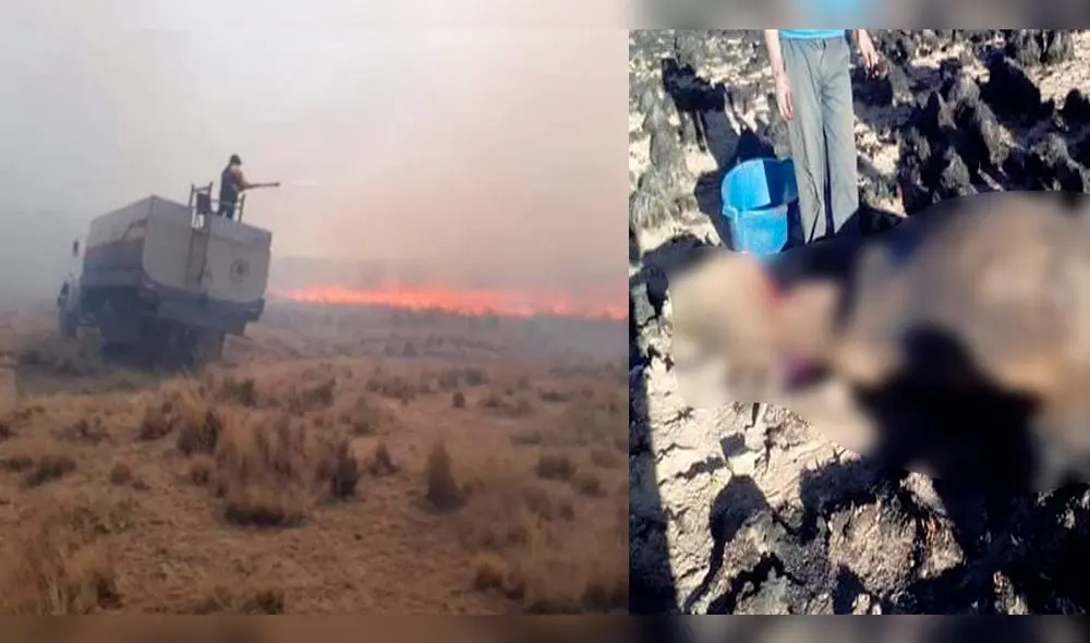 Dantesco incendio en Puno arrasó con pastizales y ganado.