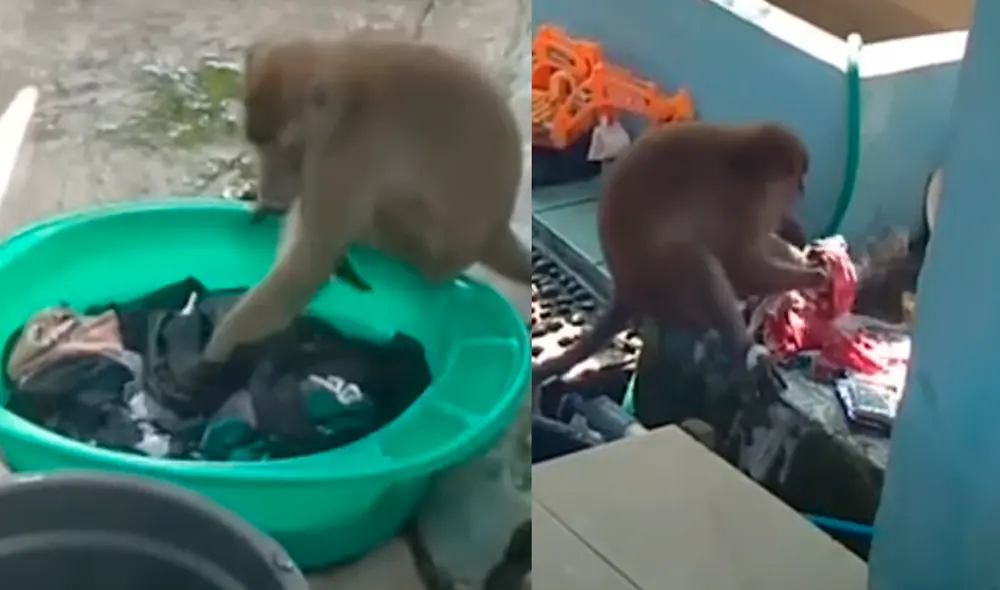 Desliza las imágenes para ver al monito que lava la ropa con suma dedicación. Foto: Captura de YouTube