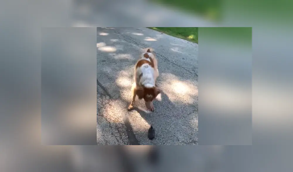 El perro vio por primera vez a un ave y tuvo una insólita reacción. Foto: YouTube El perro vio por primera vez a un ave y tuvo una insólita reacción. Foto: YouTube