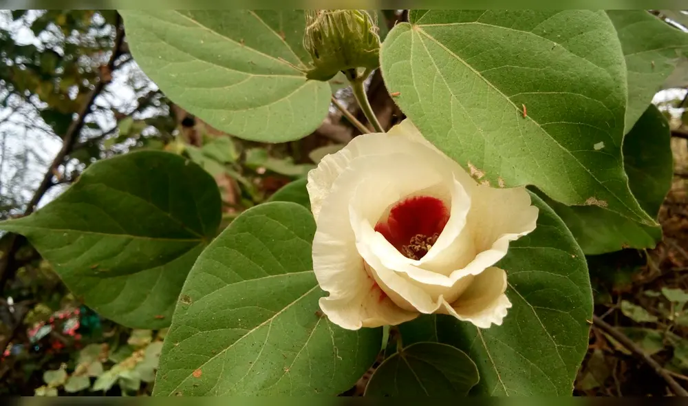 Algodón de fibra endémica verde Algodón de fibra endémica verde