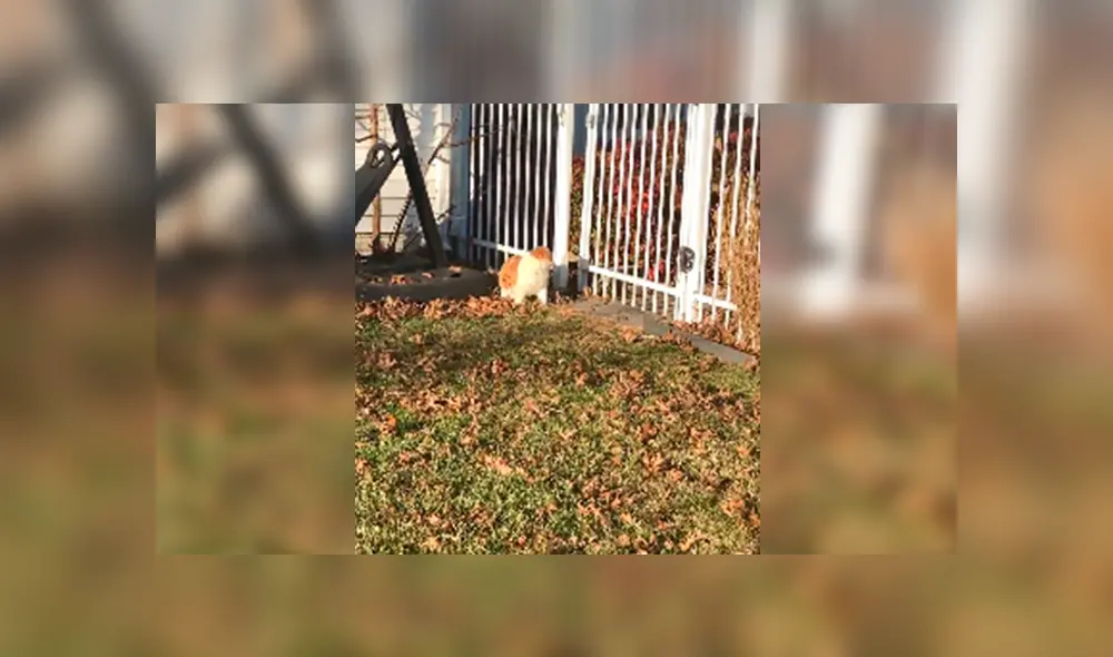 En Facebook, un gato deseaba salir de su hogar para visitar a sus amigos sin imaginar que su peso se lo impediría. En Facebook, un gato deseaba salir de su hogar para visitar a sus amigos sin imaginar que su peso se lo impediría.