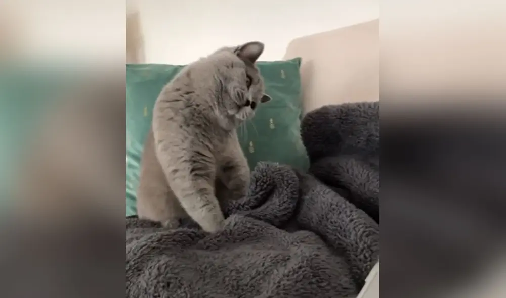 Desliza las imágenes para ver más detalles sobre este 'travieso' gatito que disfrutar ver dibujos animados. Foto: captura de Facebook