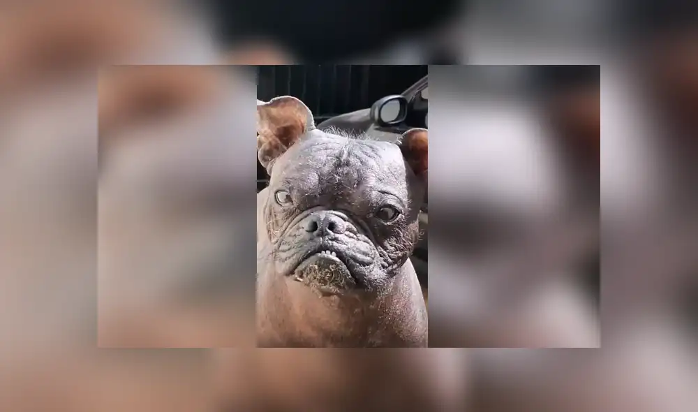 Desliza las imágenes hacia la izquierda para conocer la verdadera raza de un perro al que creían era un pitbull. Desliza las imágenes hacia la izquierda para conocer la verdadera raza de un perro al que creían era un pitbull.