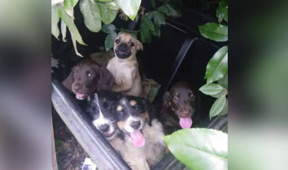 Desliza hacia la izquierda para ver más detalles sobre esta conmovedora historia. Foto: captura de Facebook