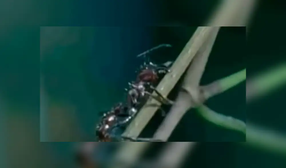 YouTube viral: hongo parásito vuelve 'zombie' a hormiga y todo queda registrado en video
