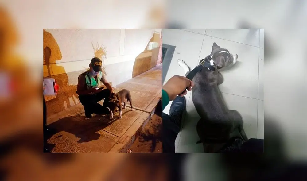 Can fue encontrado por la policía, abandonado en un centro poblado.