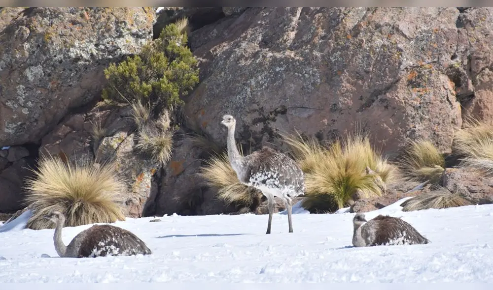Los suris se encuentran en grave riesgo de desaparecer. Foto: Serfor